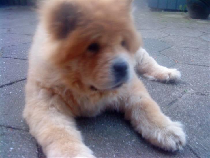 Mine hunde! *; billede 126