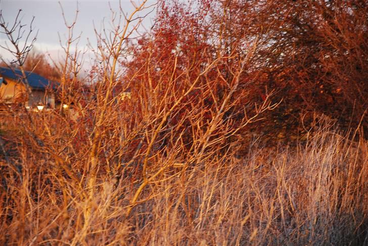 Solbilleder billede 3