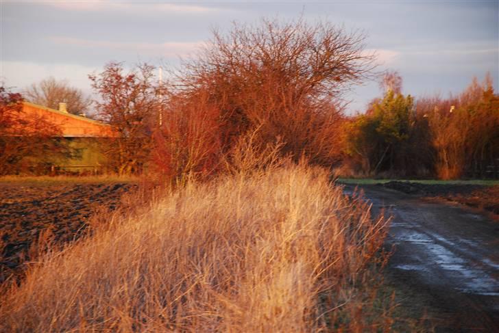 Solbilleder billede 4