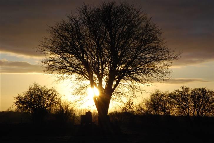 Solbilleder billede 9