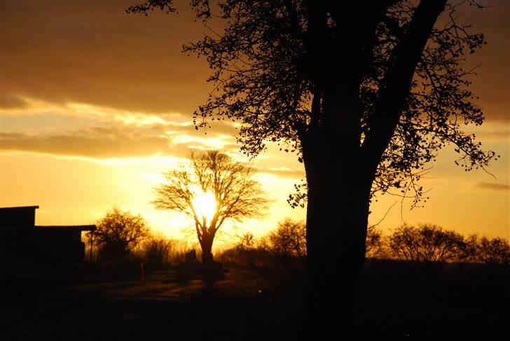 Solbilleder billede 10