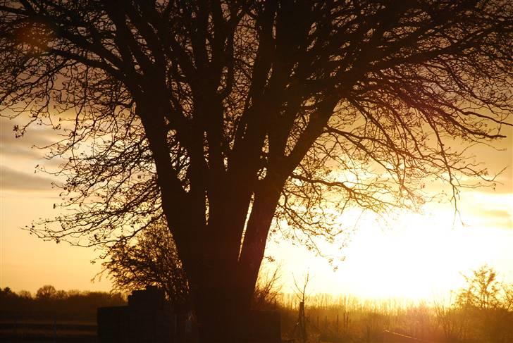 Solbilleder billede 11