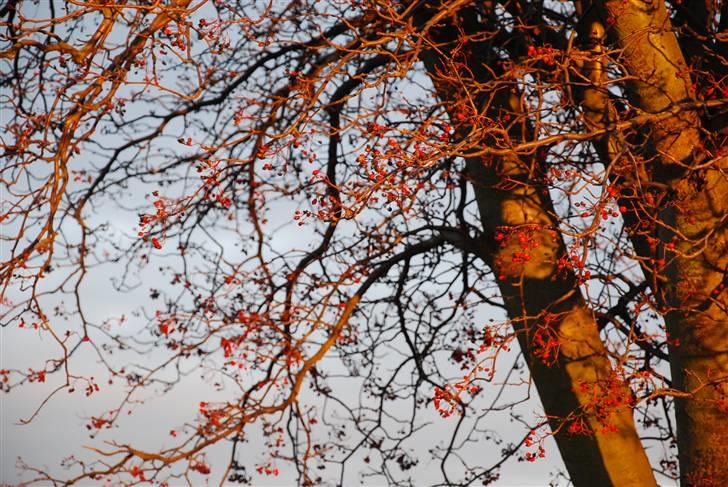 Solbilleder billede 14