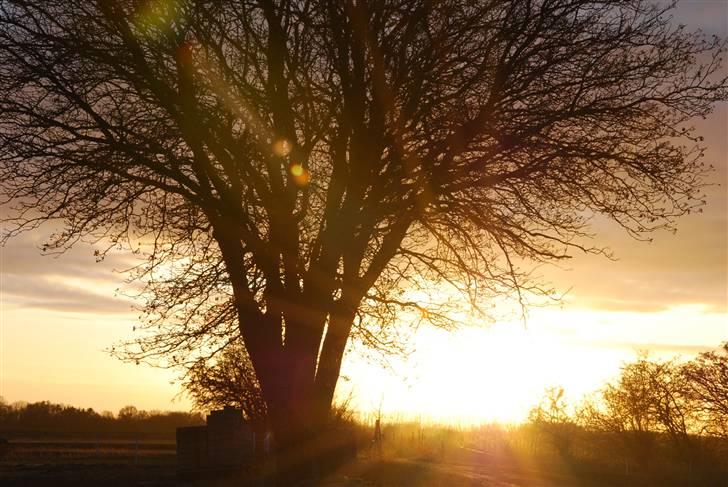 Solbilleder billede 18