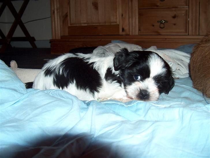 Cute hundehvalpe billede 1