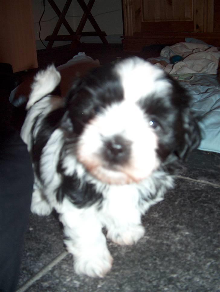 Cute hundehvalpe billede 2