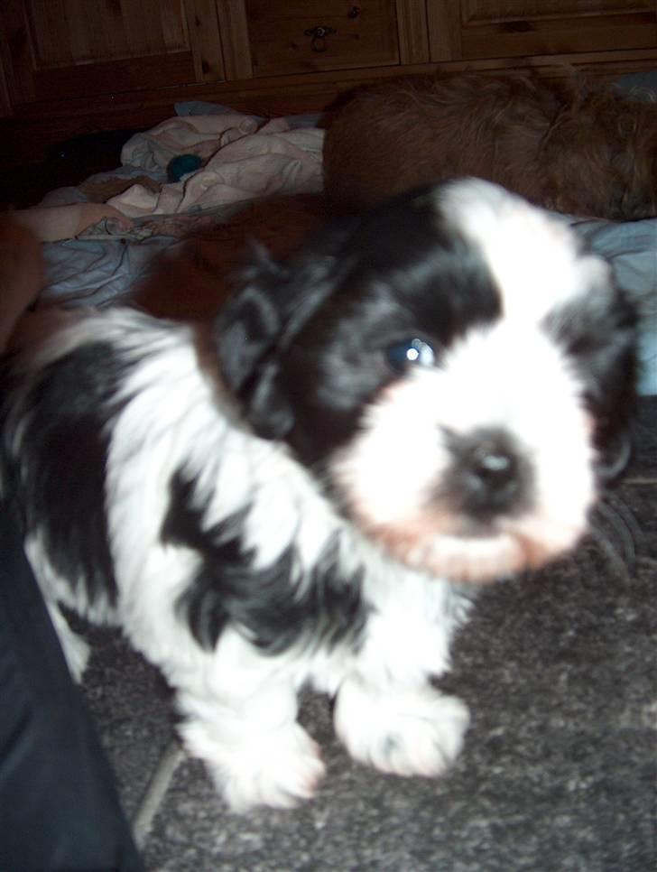 Cute hundehvalpe billede 3