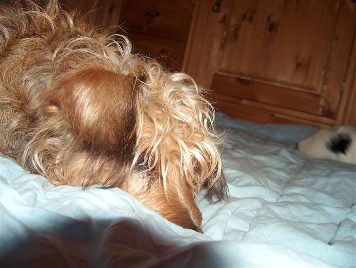 Cute hundehvalpe billede 4