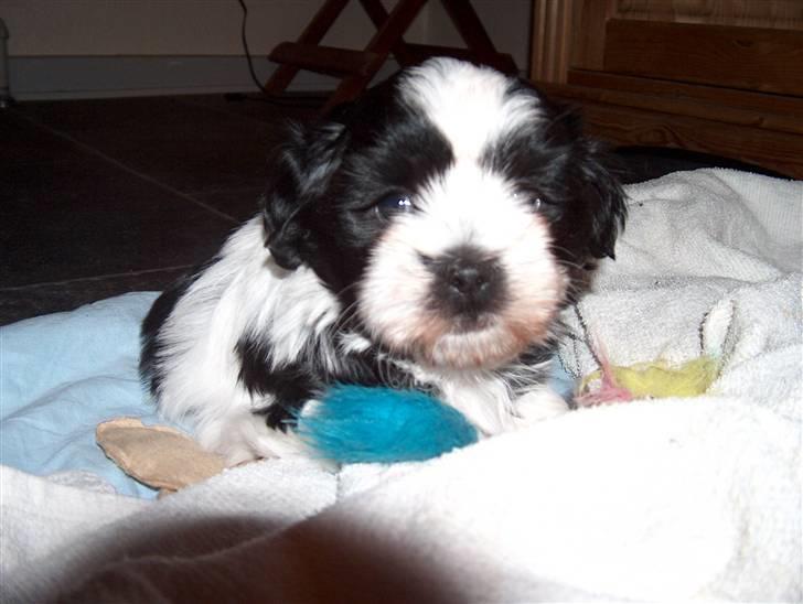 Cute hundehvalpe billede 5