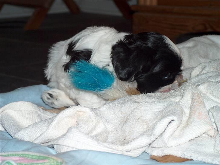 Cute hundehvalpe billede 6