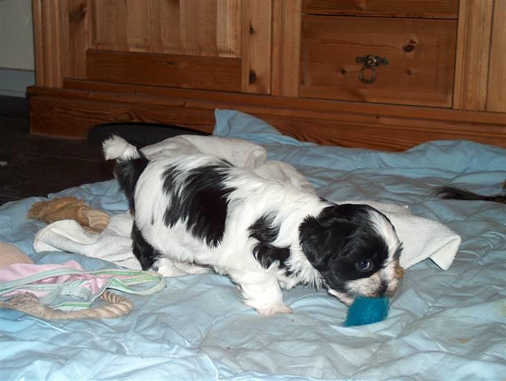 Cute hundehvalpe billede 7