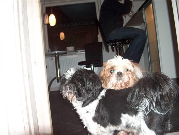 Cute hundehvalpe billede 8