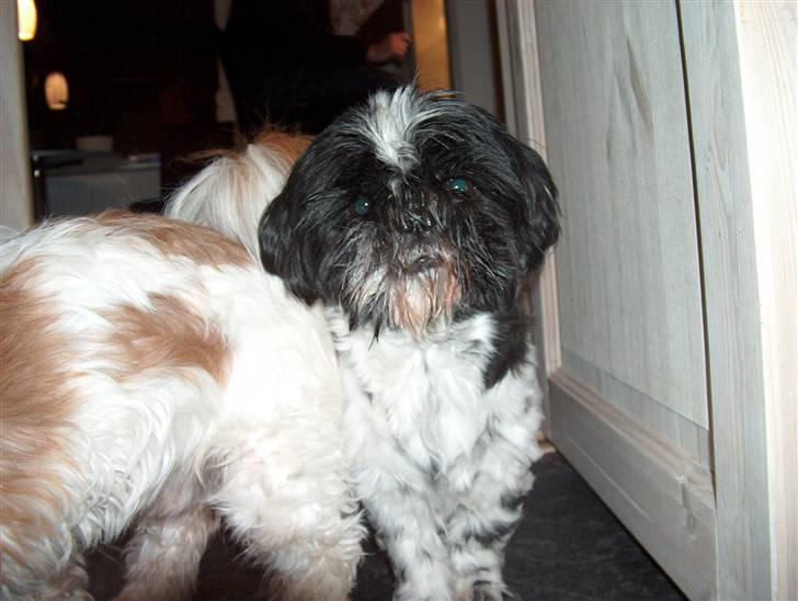 Cute hundehvalpe billede 9