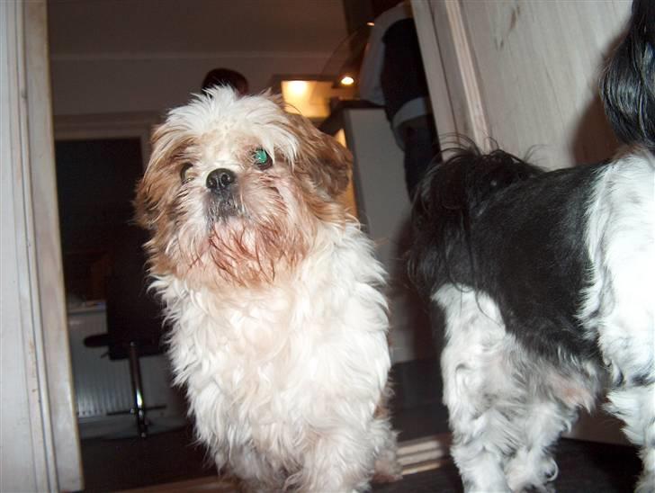 Cute hundehvalpe billede 10