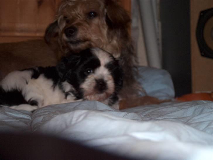 Cute hundehvalpe billede 11