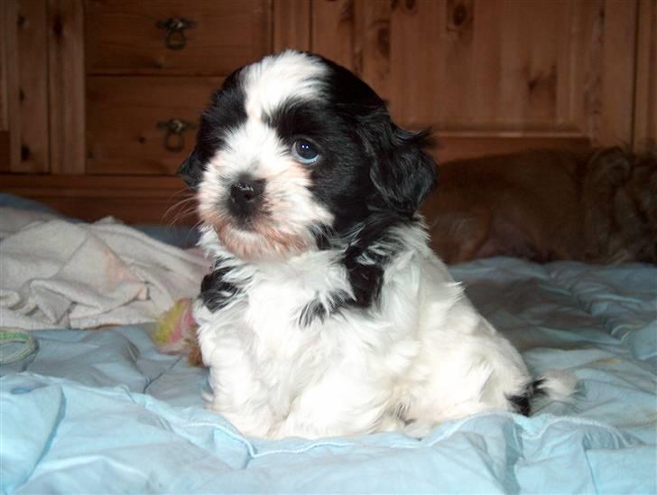 Cute hundehvalpe billede 12