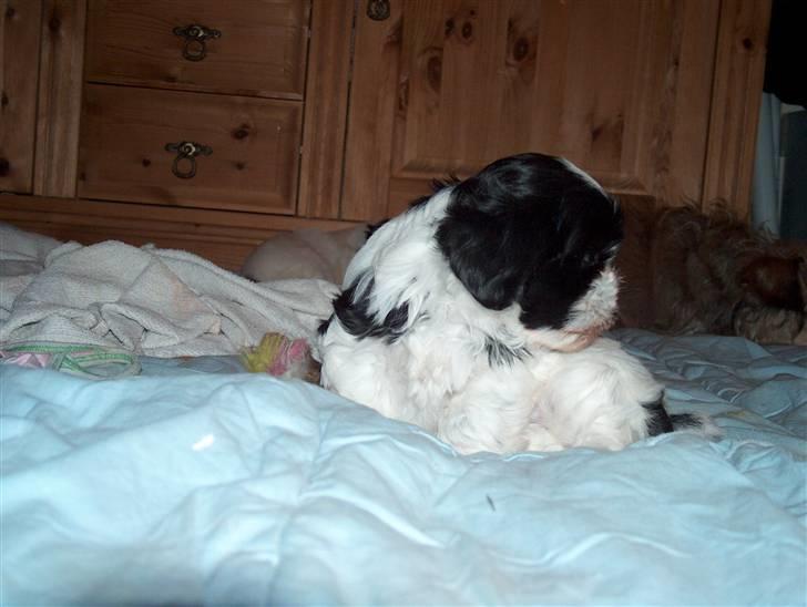 Cute hundehvalpe billede 13