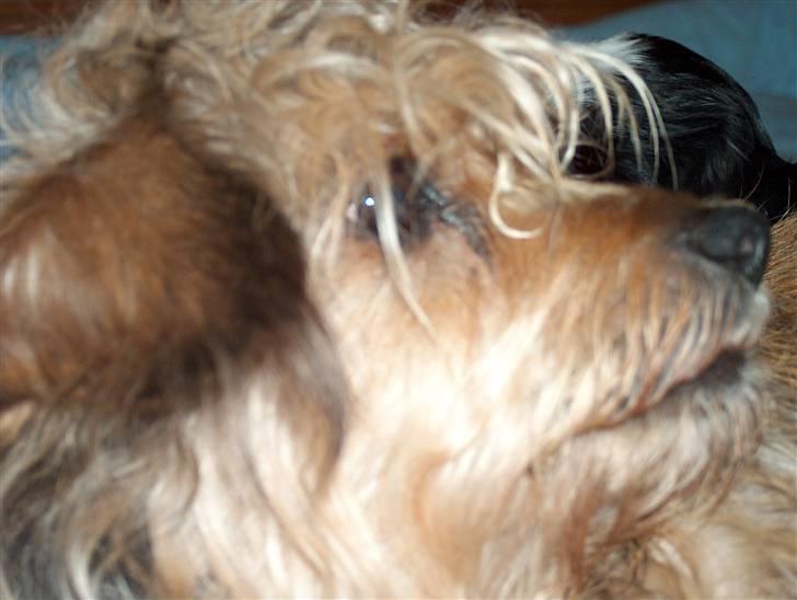 Cute hundehvalpe billede 14