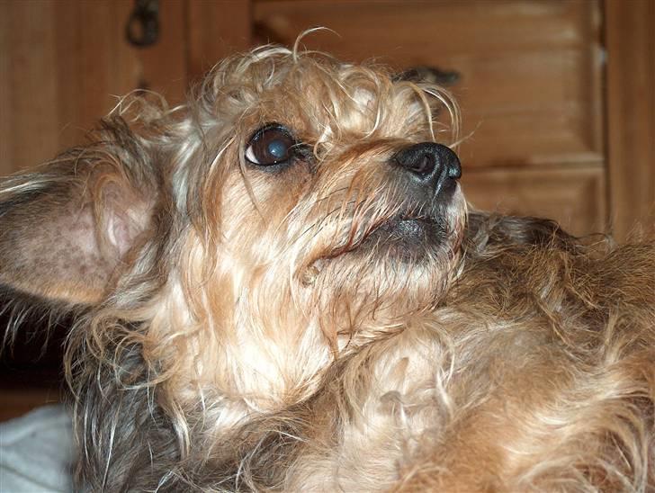 Cute hundehvalpe billede 15