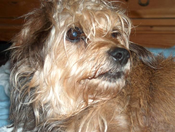 Cute hundehvalpe billede 16