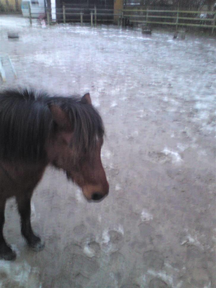 Billeder Af Sigurd, mig Marco, Petra & Signe - Lille Petra.. billede 9