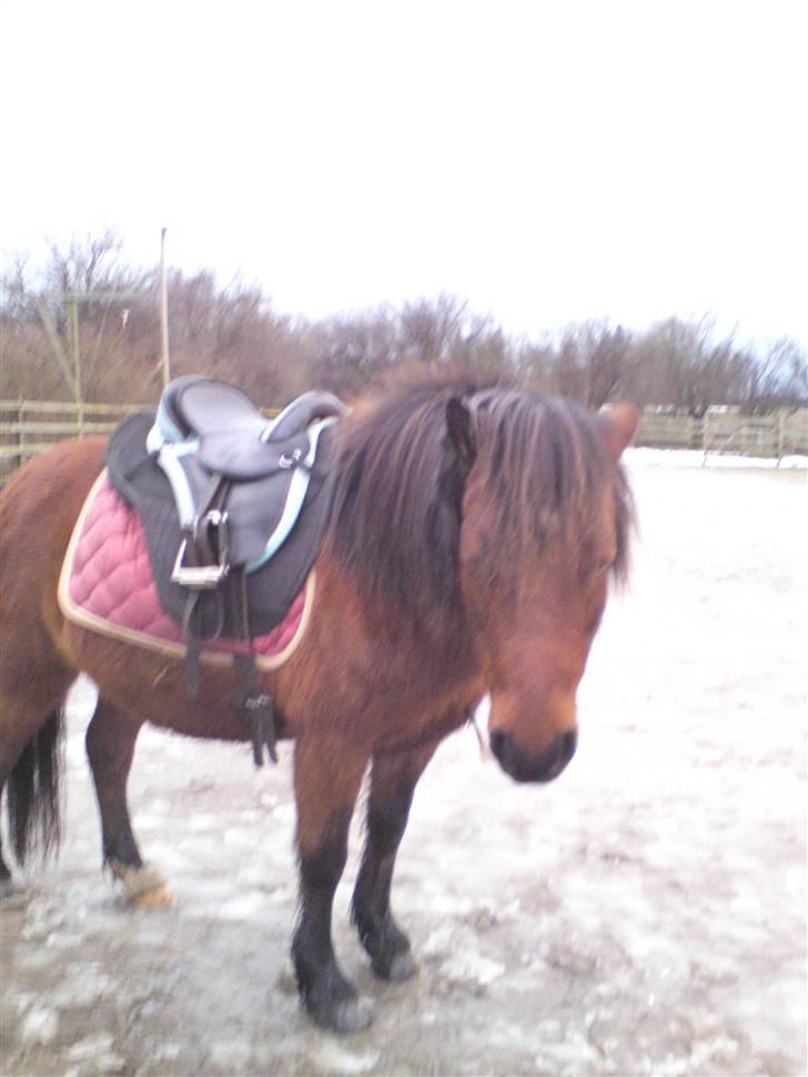 Billeder Af Sigurd, mig Marco, Petra & Signe - Skønheden! billede 18