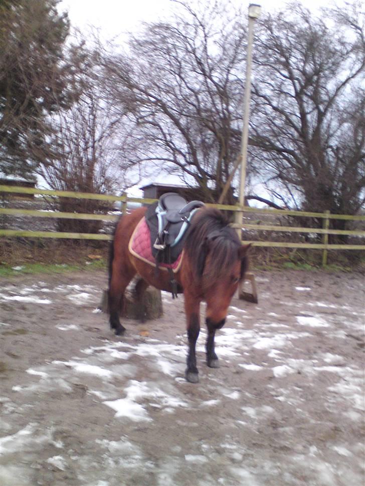 Billeder Af Sigurd, mig Marco, Petra & Signe - Petra igen.. billede 20