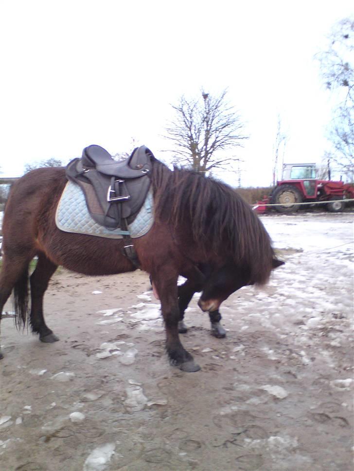 Billeder Af Sigurd, mig Marco, Petra & Signe - Neje.. billede 21