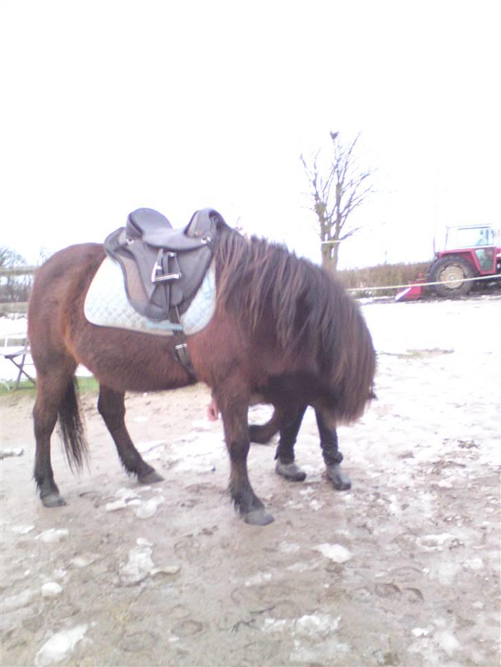 Billeder Af Sigurd, mig Marco, Petra & Signe - Igen neje - PERFEKT! billede 22