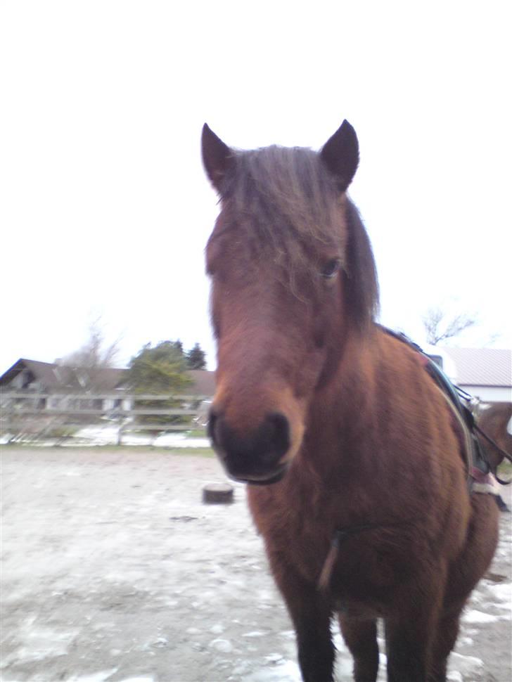 Billeder Af Sigurd, mig Marco, Petra & Signe - Bare smuk eller hva?? billede 26