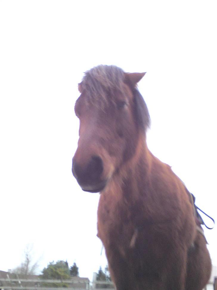 Billeder Af Sigurd, mig Marco, Petra & Signe - Petra prinssesen billede 27