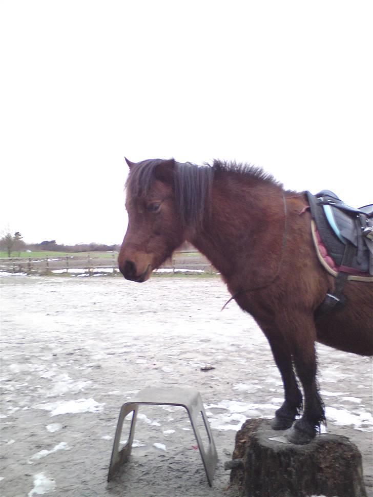 Billeder Af Sigurd, mig Marco, Petra & Signe - Igen på stuppen billede 28