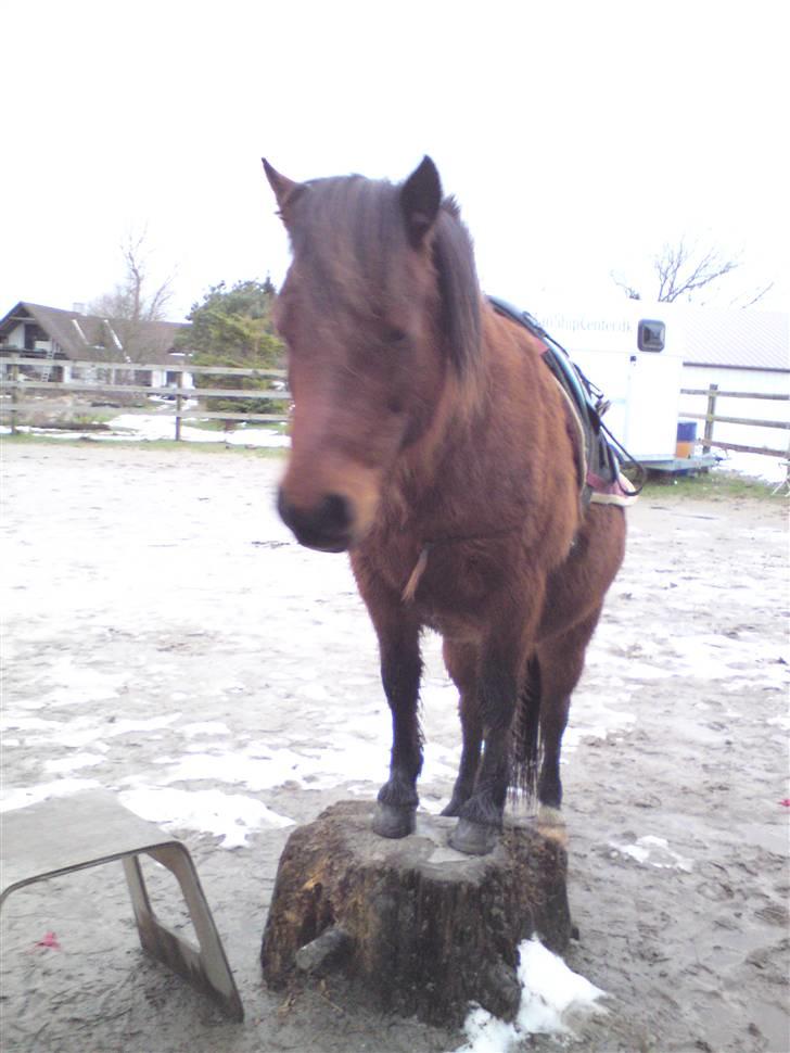 Billeder Af Sigurd, mig Marco, Petra & Signe - Skønne Petra. billede 29