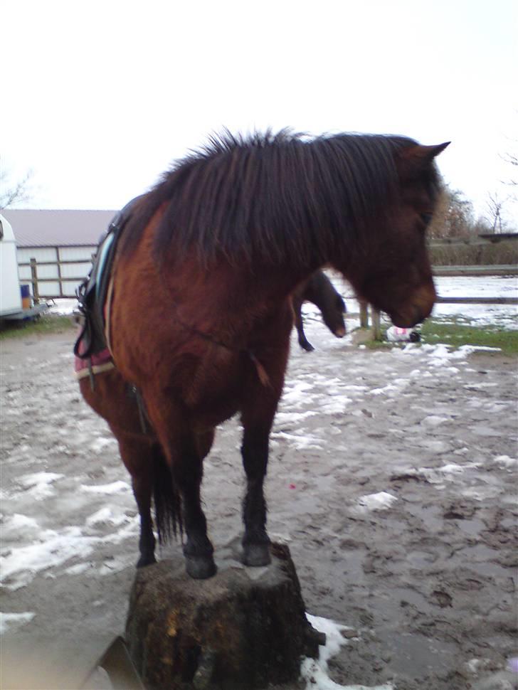 Billeder Af Sigurd, mig Marco, Petra & Signe - Petra.. billede 31