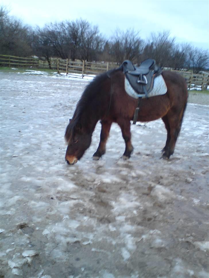 Billeder Af Sigurd, mig Marco, Petra & Signe - Ja, han æder is billede 36