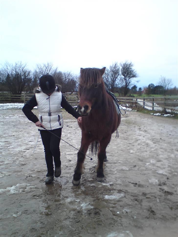 Billeder Af Sigurd, mig Marco, Petra & Signe - Træner spanske skridt.. billede 53