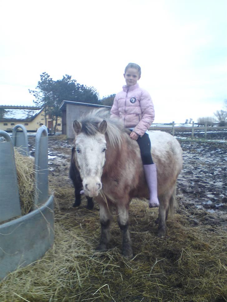 Billeder Af Sigurd, mig Marco, Petra & Signe - Ridning på folden.. billede 64