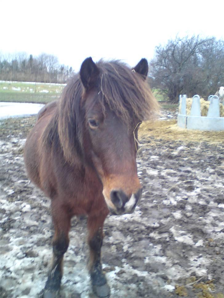 Billeder Af Sigurd, mig Marco, Petra & Signe - Smukke Sigurd på folden.. billede 67