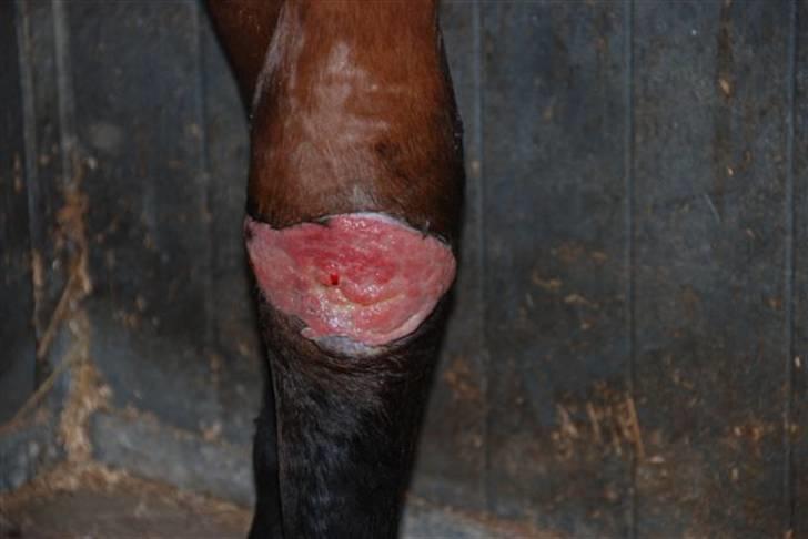 Luritos skade billede 4