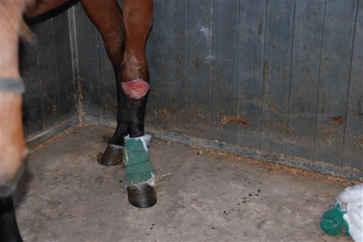 Luritos skade billede 5