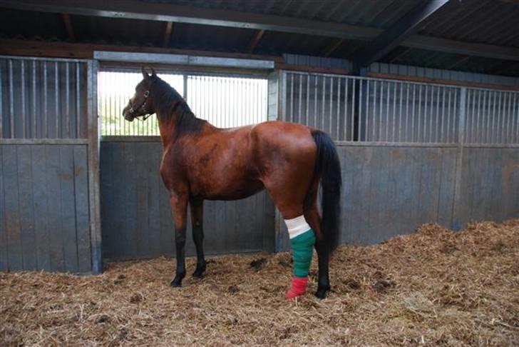 Luritos skade billede 6