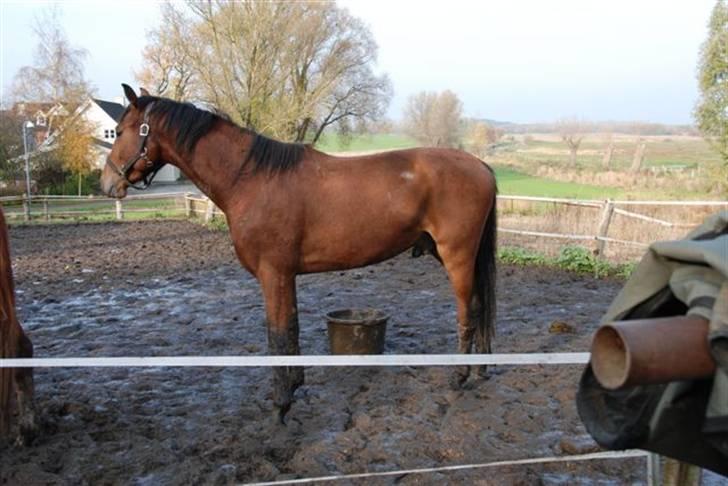 Luritos skade billede 7