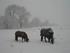 Hestene i sneen