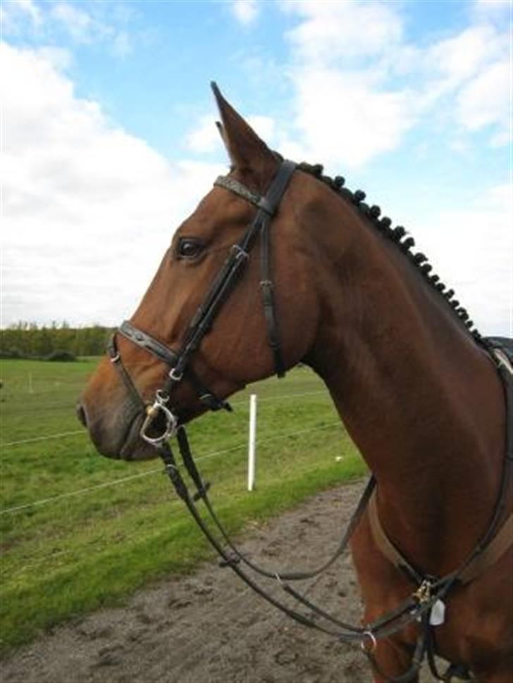 Optimal,toftehøjs cre'diva,romolus og lucky star - Romolus efter et udemærket stævne på rideskolen Baunehøj billede 6