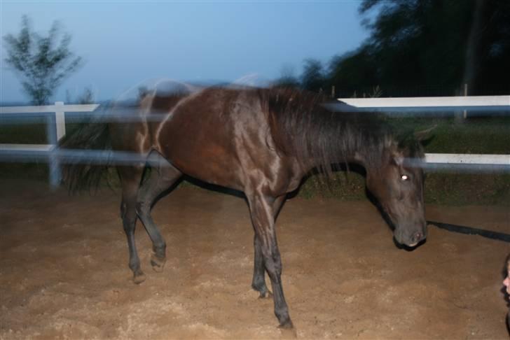 Mine sjove/mærkelige billeder... - Joyce på ridebanen. Ved seriøst ikke hvad der er sket, men fedt er det da ^^ billede 9