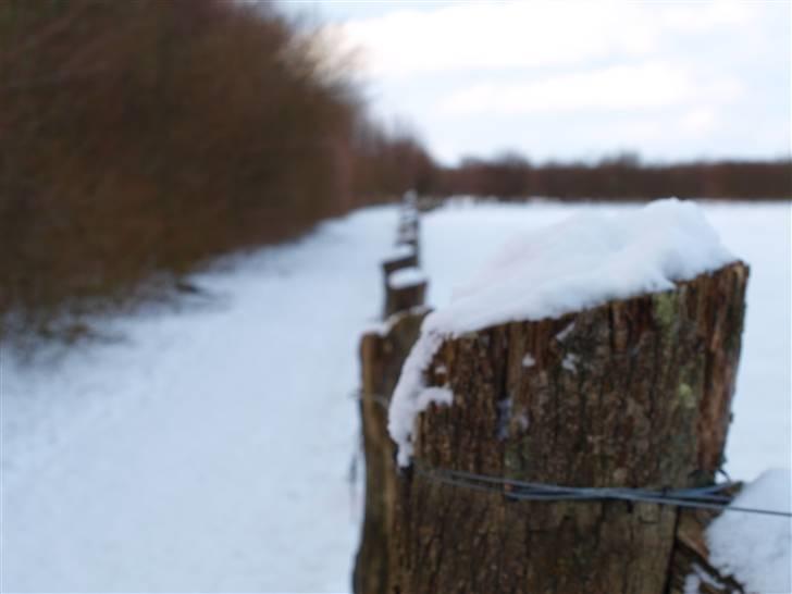 Første fotoshoot med mit nye kamera: Olympus E-420 spejlrefleks billede 4