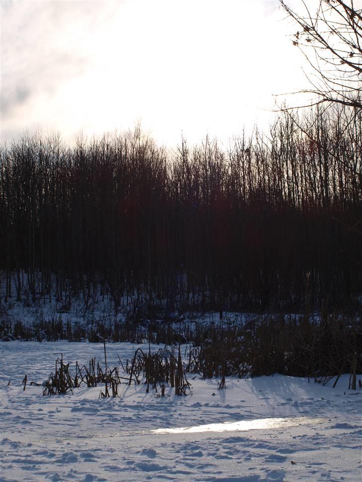 Første fotoshoot med mit nye kamera: Olympus E-420 spejlrefleks billede 5