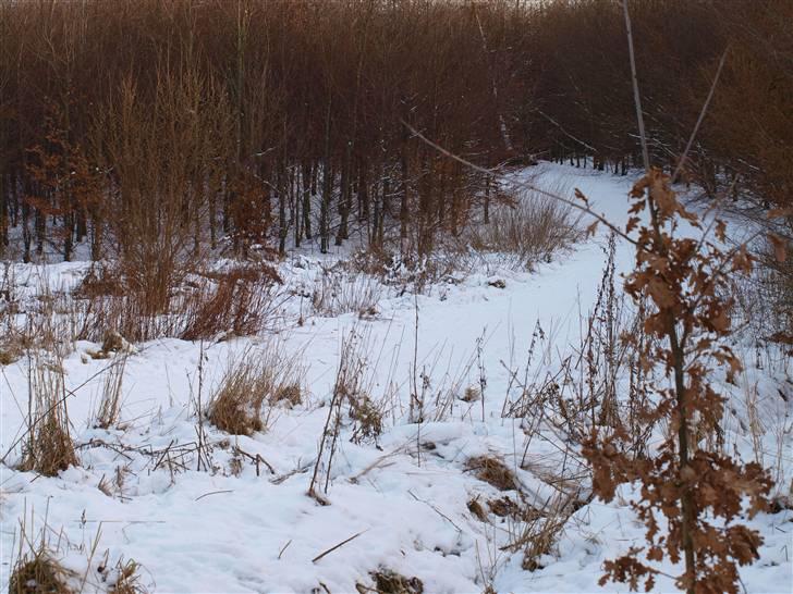 Første fotoshoot med mit nye kamera: Olympus E-420 spejlrefleks billede 7