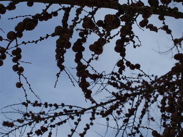 Første fotoshoot med mit nye kamera: Olympus E-420 spejlrefleks billede 8