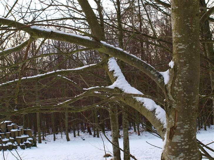 Første fotoshoot med mit nye kamera: Olympus E-420 spejlrefleks billede 11